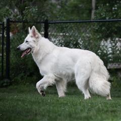 Zo - Berger Blanc Suisse