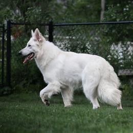 Zo - Berger Blanc Suisse
