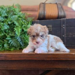 Sugar Pie - Merle female Schnoodle puppy in Grove, Oklahoma from Grand Lake Poodles & Doodles