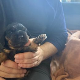 Max - Black and tan male Cocker Spaniel puppy in Staten Island, New York from Minster Cocker Spaniels