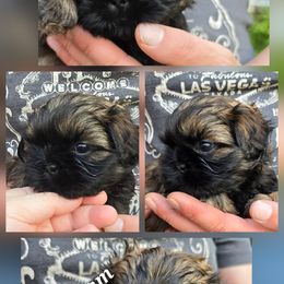Shih Tzu Puppies from Cutie Pie Shih Tzus