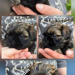Shih Tzu Puppies from Cutie Pie Shih Tzus