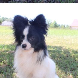 Papillons and Saint Berdoodles from The Barking Cow Farms