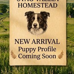 Pink - Black and white female Border Collie puppy in Max, Nebraska from Stag Valley Homestead