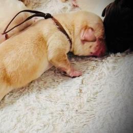 Davos - Yellow male Labrador Retriever puppy in California from High Quality Labrador Retrievers and French Bulldogs