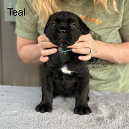 Teal Collar R - Black male Cane Corso puppy in Paris, Texas from Knucklehead Cane Corso