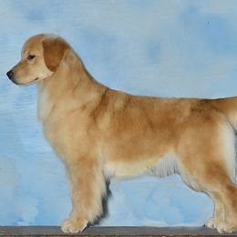 Golden Retrievers from Whiskey Creek