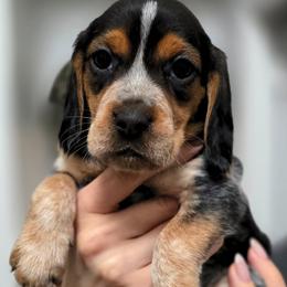 Beagle puppies from DeNard Beagles
