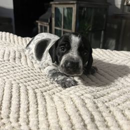 Dachshund Puppies from Jag Fam Dachshunds