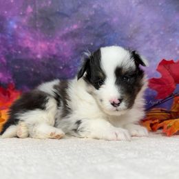 Smudge - Blue merle white and tan male Shetland Sheepdog puppy in Elk, Washington from Asgard Shetland Sheepdogs