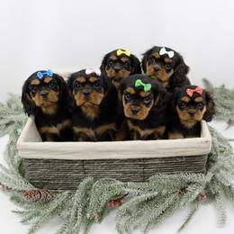 Cavalier King Charles Spaniel, Cavapoo, and Poodle Puppies from Red Skye Puppies