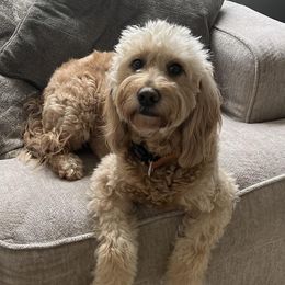 French Bulldogs and Goldendoodles from Posh Puppies