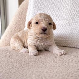 Bella - Fawn and white female Sheepadoodle puppy in Fort Myers, Florida from Daisy Doodles LLC