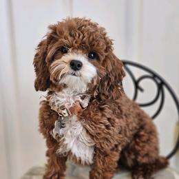 Mia - Goldendoodle