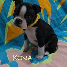 Kona - Black and white female Boston Terrier puppy in Clinton Township, Michigan from Greenberg's Boston Terriers & Bullies of Metro Detroit