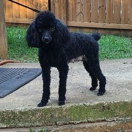 Zoey - Poodle