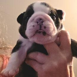 TBD - Red brindle and white female Bulldog puppy in Lexington, Kentucky from E. Clive Bulldogs