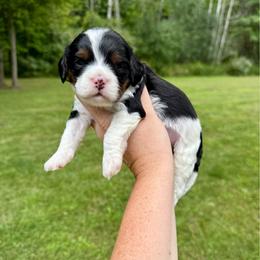 Solo - Tri-color male Cavapoo puppy in Midland, Michigan from Northern Charm Farm