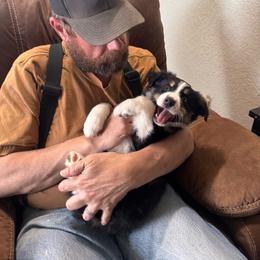 Beloved - Black tri female Miniature Australian Shepherd puppy in Tonasket, Washington from V5 Aussies