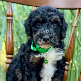 Green - Tri-color male Bernedoodle puppy in Hesperia, Michigan from Red Acres Poodles & Doodles
