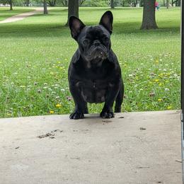 Wednesday - French Bulldog