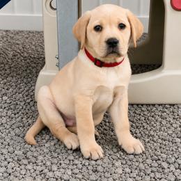 Anakin (Red Collar) - Yellow male Dilute Retriever puppy in Baldwin City, Kansas from Hedge Lane Labradors