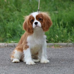 Cavalier King Charles Spaniel Puppies from Constantin Pups