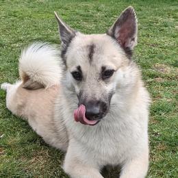 Norwegian Buhunds from Cloudpointe Kennels
