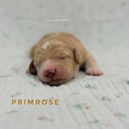 Primrose - Cream female Goldendoodle puppy in Dallas County, Texas from Dream A Little Doodle