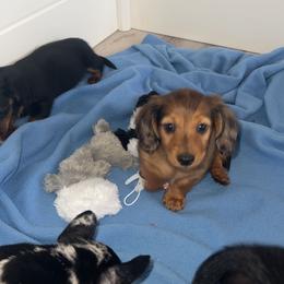 Dachshund and French Bulldog Puppies from Trust Fund Devil Kennel