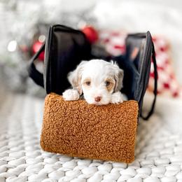 Pedro - Parti male Goldendoodle puppy in Springville, Utah from Happy Doodle