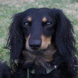 Ozzy - Dachshund