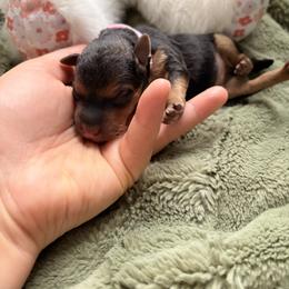 Holland - Grizzle female Lakeland Terrier puppy in Norfolk, Virginia from Cirnef Lakelands
