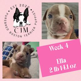 Ella - Lilac female Boston Terrier puppy in Jupiter, Florida from CJM Boston and Boxer Puppies