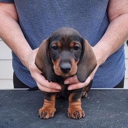 Emcee - Wild boar female Dachshund puppy in Elk (Spokane), Washington from Baledwr Kennels