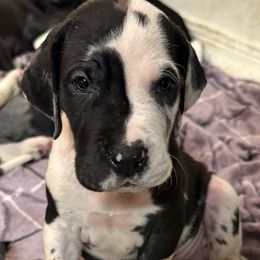 Great Dane Puppies from Bright Danes of Texas