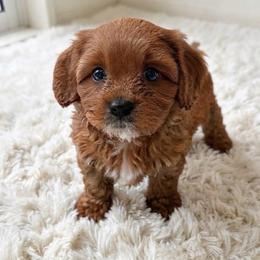 Leo - Apricot male Cavapoo puppy in Bourne, Massachusetts from Shih Tzu Pups