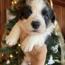 Cardigan Welsh Corgi Puppies from Liberty Valley Farm