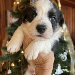 Cardigan Welsh Corgi Puppies from Liberty Valley Farm
