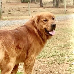 Bear - Golden Retriever