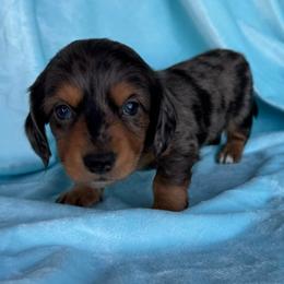 Smores - Dapple male Dachshund puppy in Hawley, Texas from Foxy’s Dachshunds & Toy Aussies
