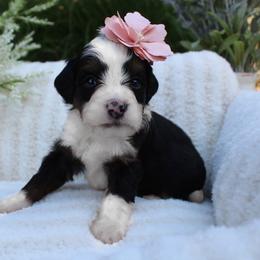 Lily - Tri-color female Bernedoodle puppy in Perrysville, Ohio from Pleasant Valley Bernedoodles