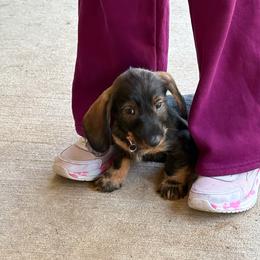Gus - Wild boar male Dachshund puppy in Superior, Montana from Never Land Dachshunds of Montana