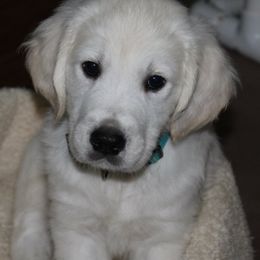 Golden Retrievers from White Satin Golden Retrievers, LLC