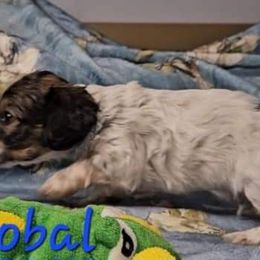 Cristobal - Cream Dachshund puppy in Conroe, Texas from Brenlyn Kennels
