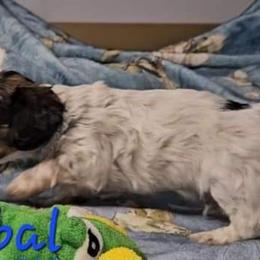 Cristobal - Cream Dachshund puppy in Conroe, Texas from Brenlyn Kennels