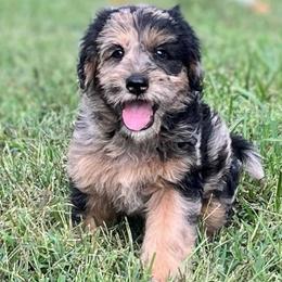 Roger - Merle male Assorted Doodle Crosses puppy in Kansas City, Missouri from Beary GoldenDoodles