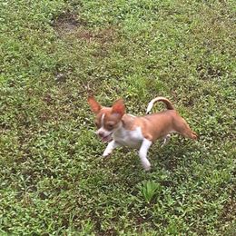 Copper - Chihuahua