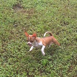 Copper - Chihuahua