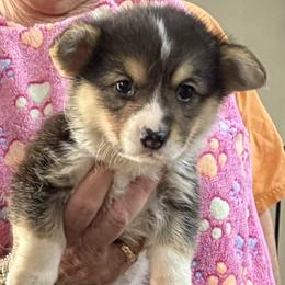 Girl 2 - Black and tan female Pembroke Welsh Corgi puppy in Moulton, Alabama from Reed's Pembroke Corgi Welsh